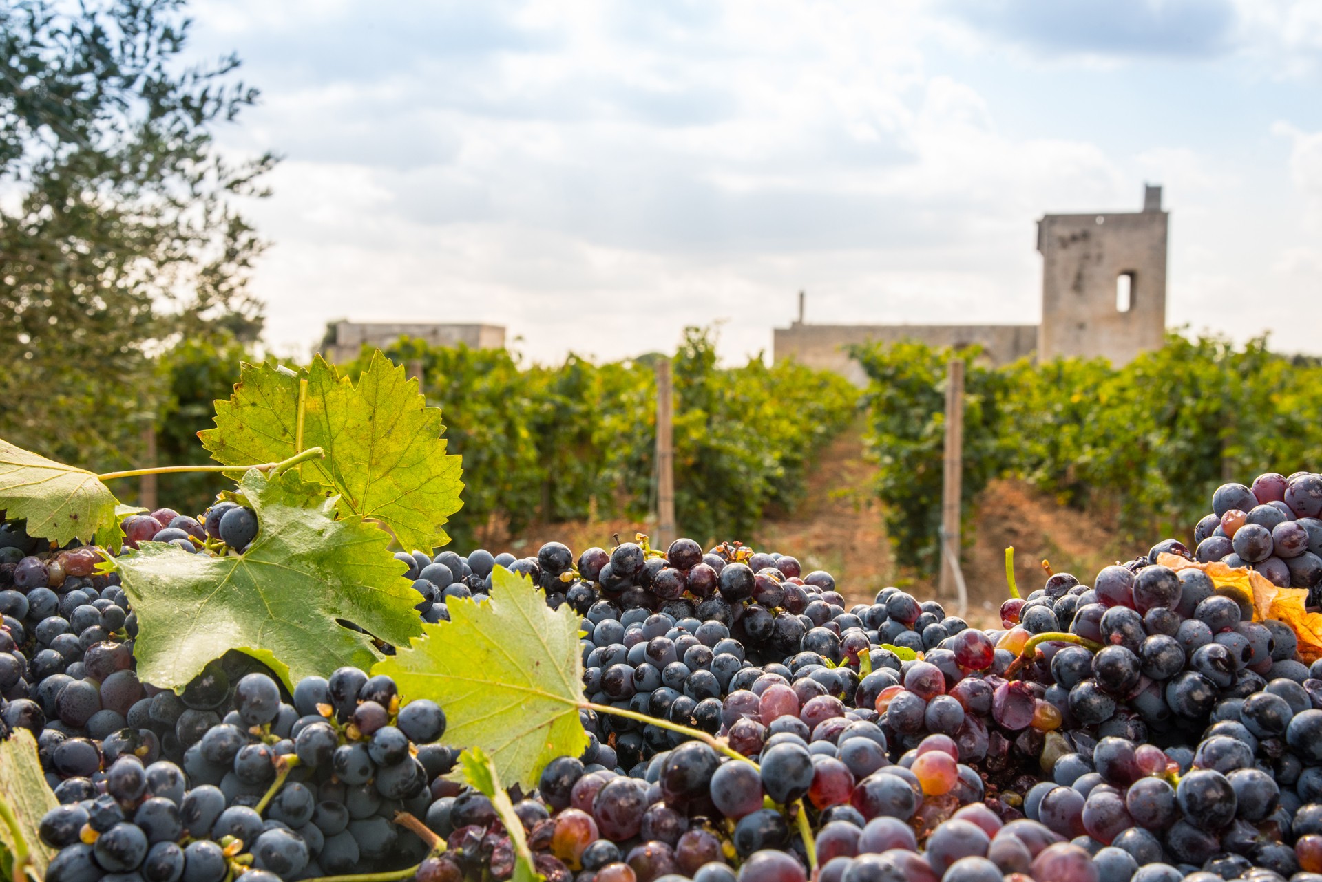 TORLEANZI VINI DELLA PUGLIA
